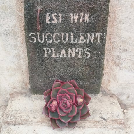 商品一覧 | 多肉植物カット苗の通販 | エケベリア(韓国苗)多肉植物専門