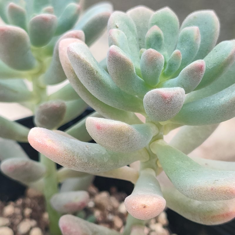 多肉植物　サブリム　◇抜き苗◇ スプリングワンダー×ロッティ セダム 抜き苗 | 多肉植物カット苗の通販