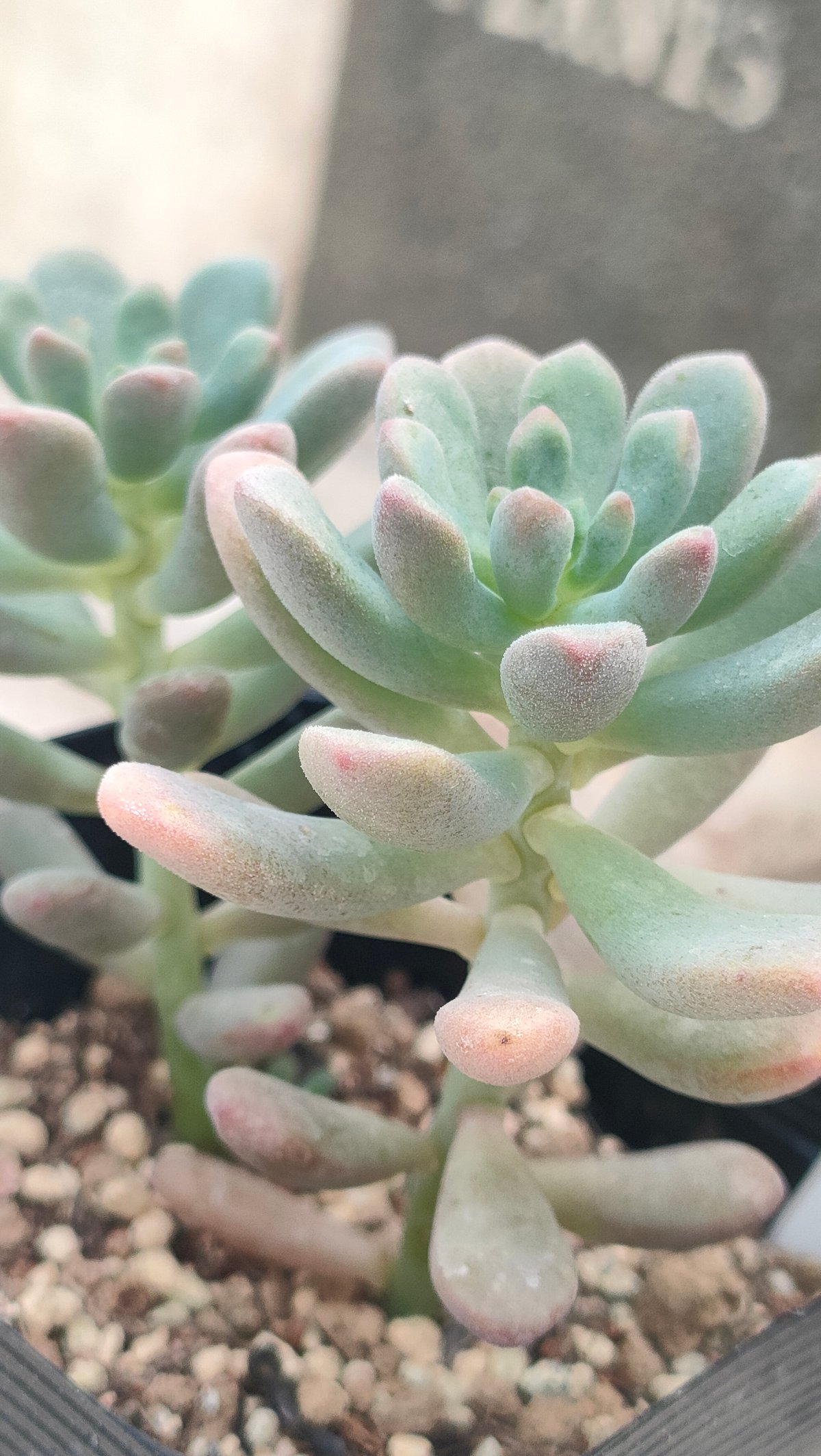 セダム抜き苗 スプリングワンダー×ロッティ セダム 抜き苗 | 多肉植物カット苗の通販