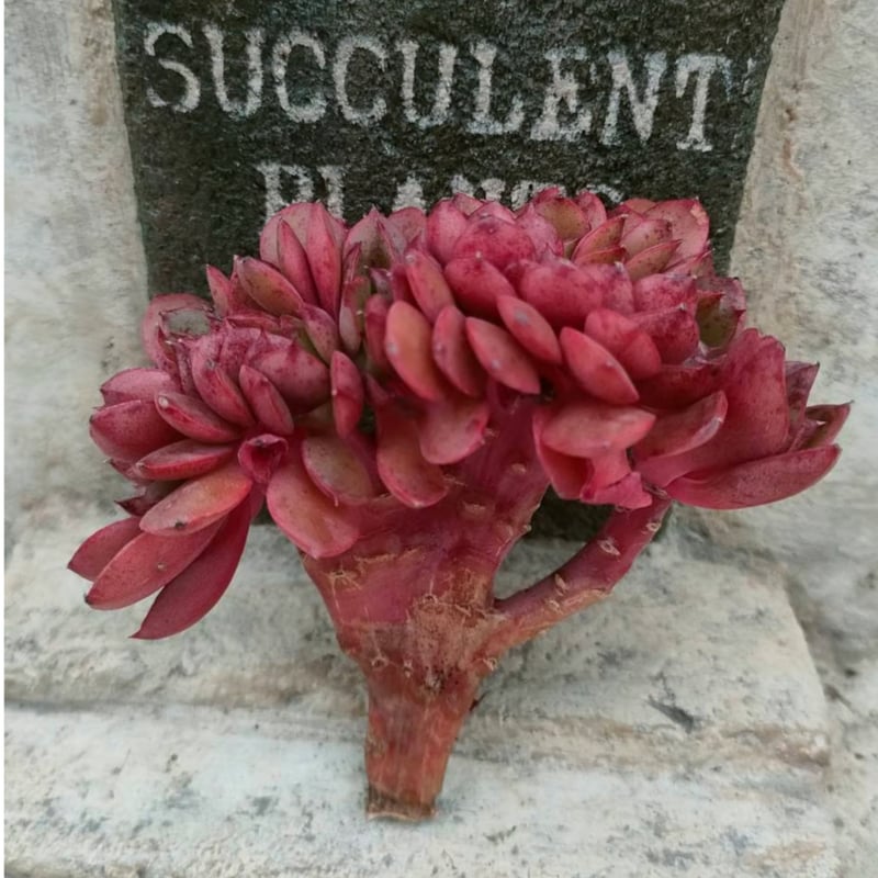 レッドクラウス綴化 エケベリア カット苗 | 多肉植物カット苗の