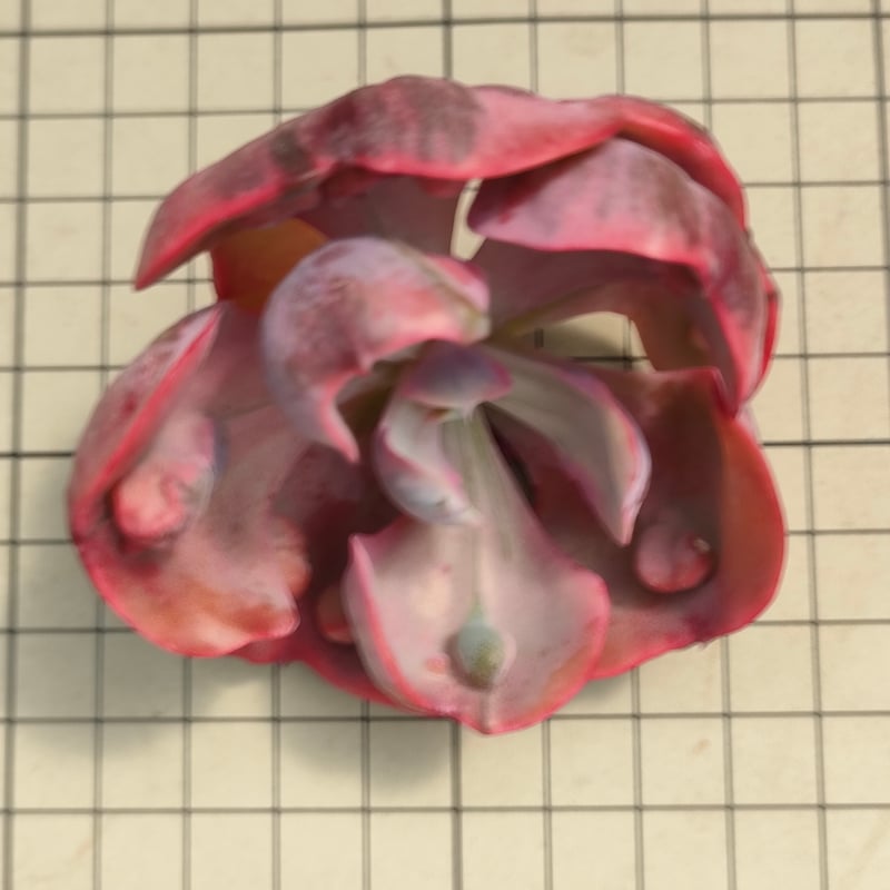 ビヨンセレインボー エケベリア カット苗 | 多肉植物カット苗の通販