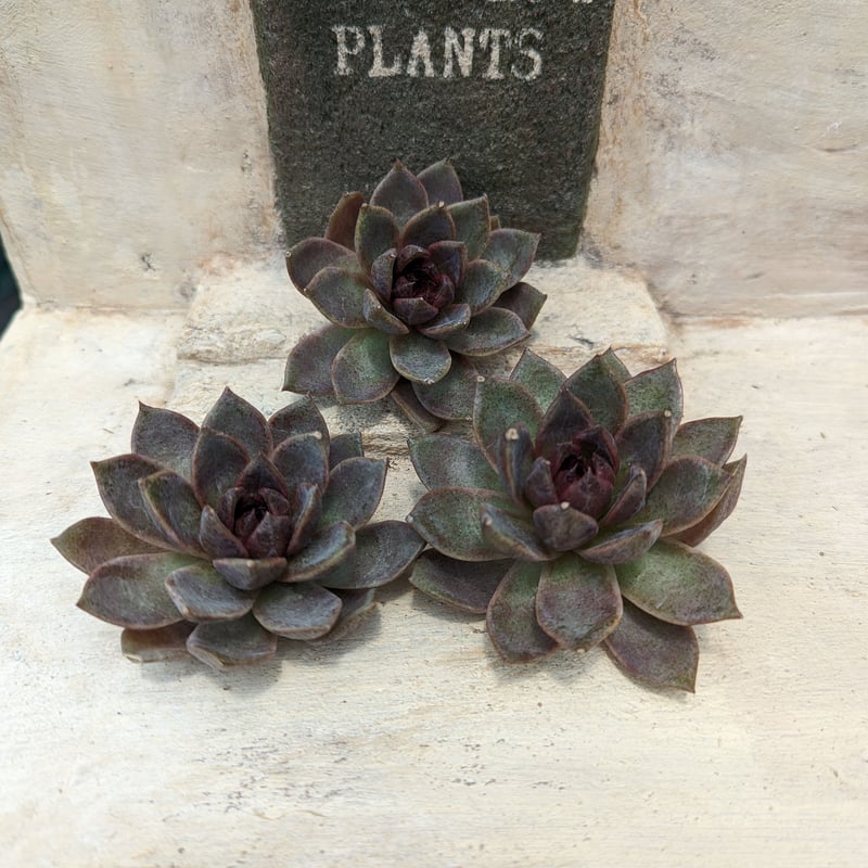 チョコレートムース エケベリア カット苗 | 多肉植物カット苗の通販