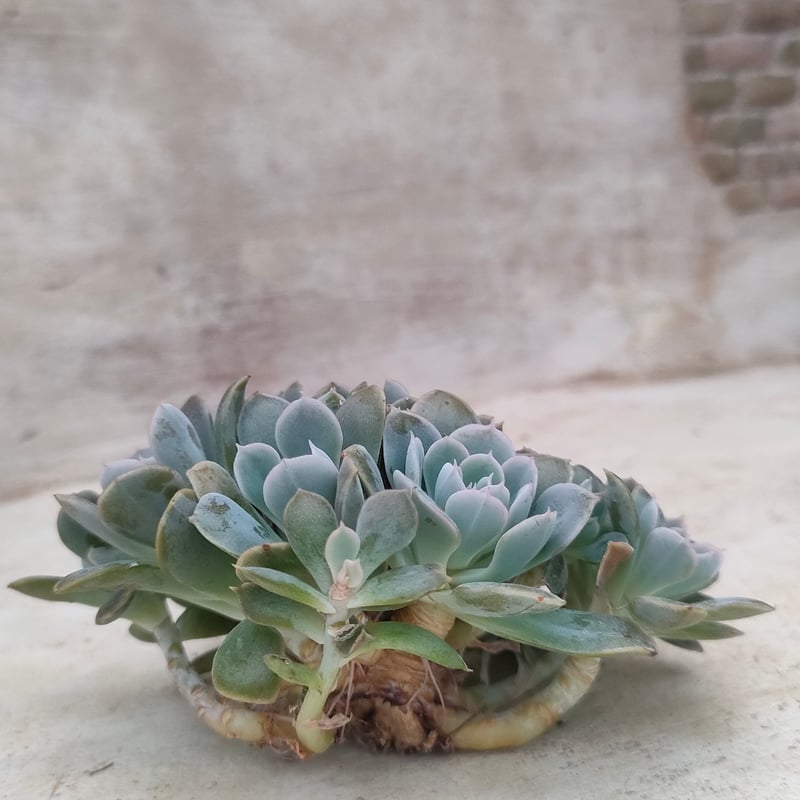 ルンヨニー群生 エケベリア カット苗 | 多肉植物カット苗の通販