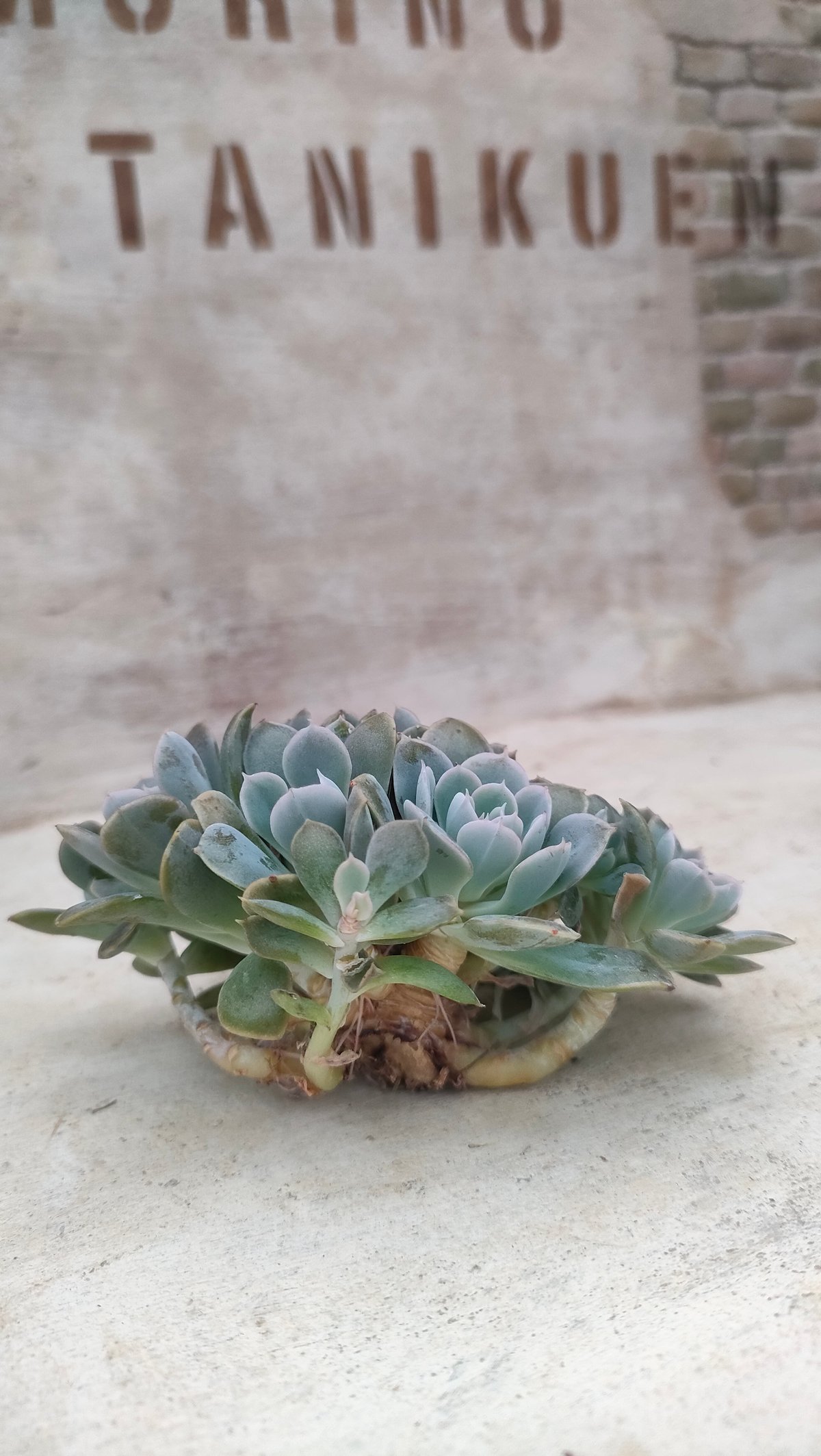 多肉植物　ルンヨニー　抜き苗　エケベリア 多肉植物 ♦︎エケベリア ルンヨニー 抜き苗 すべて メルカリ便【匿名