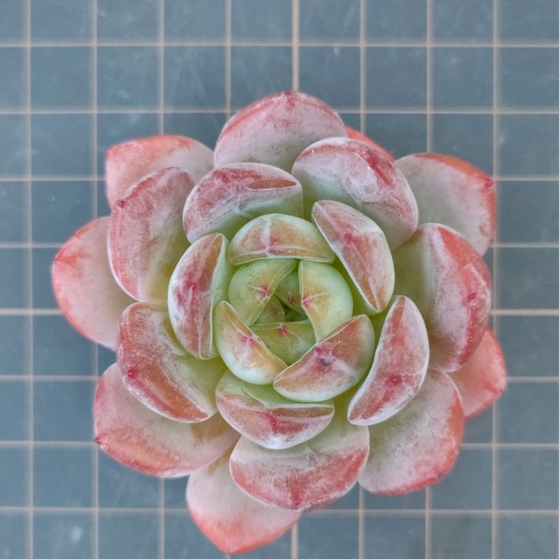 多肉植物　韓国苗　スターマーク　大きめ　抜き苗 多肉植物 スターマーク 抜き苗（韓国苗） - メルカリ