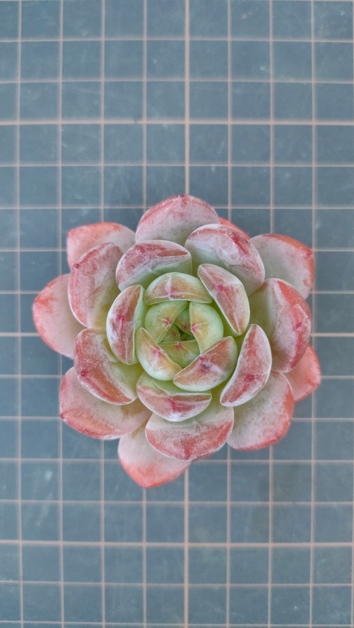 スターマーク エケベリア カット苗 | 多肉植物カット苗の通販