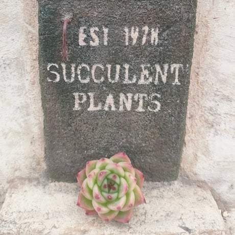 商品一覧 | 多肉植物カット苗の通販 | エケベリア(韓国苗)多肉植物専門