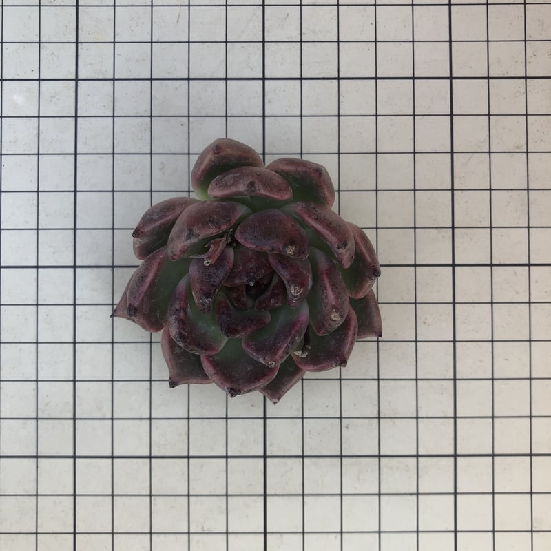 ブラッククイーン エケベリア カット苗 | 多肉植物カット苗の通販