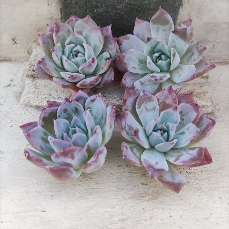 多肉植物 韓国苗 レッドグラス