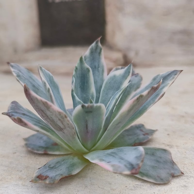 ヘラ錦 エケベリア カット苗 | 多肉植物カット苗の通販 | エケベリア