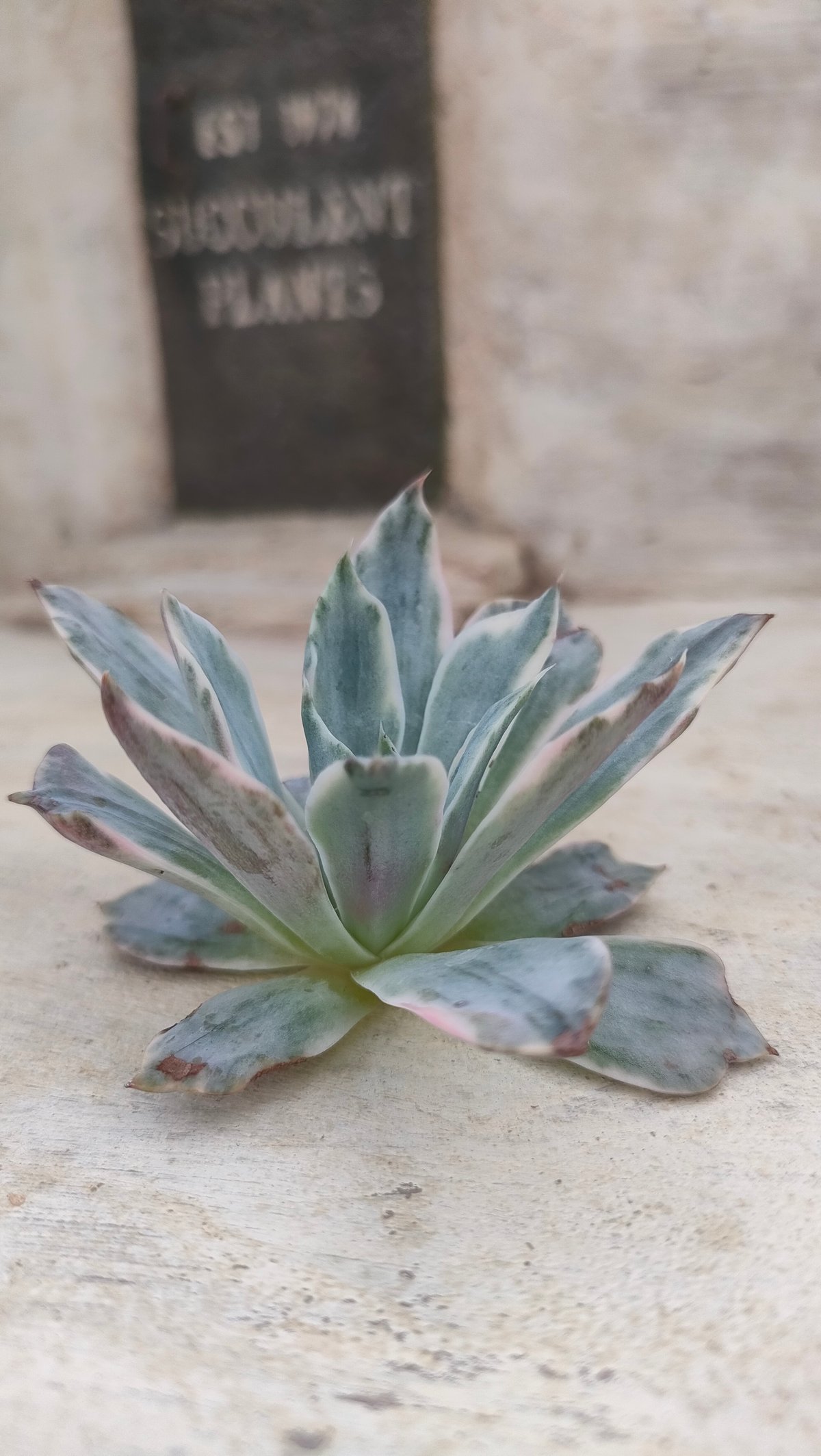 ヘラ錦 エケベリア カット苗 | 多肉植物カット苗の通販 | エケベリア