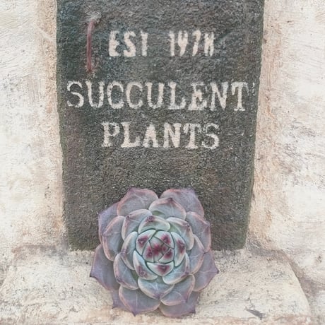 商品一覧 | 多肉植物カット苗の通販 | エケベリア(韓国苗)多肉植物専門