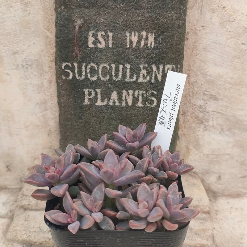 姫厳竜 胴切り 子株 30株以上 鉢のまま発送 2025年最新】姫厳竜