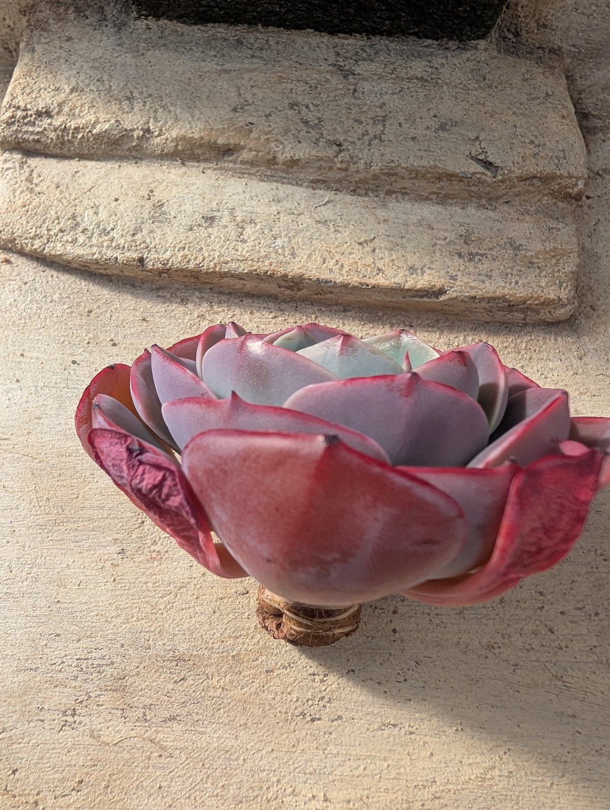 ミューズリー エケベリア カット苗 | 多肉植物カット苗の通販