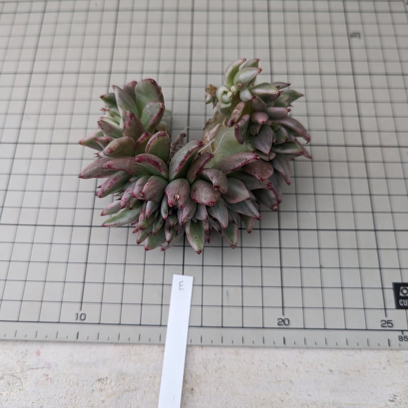 アイクソウル錦 綴化 エケベリア カット苗 | 多肉植物カット苗の通販