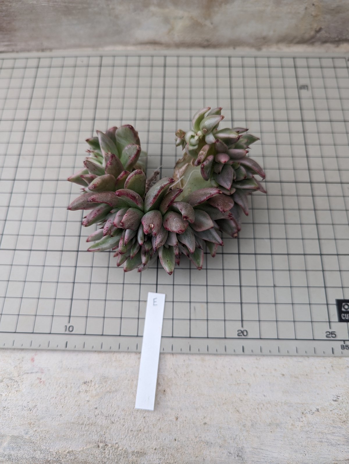 アイクソウル錦 綴化 エケベリア カット苗 | 多肉植物カット苗の アイクソウル錦 綴化 エケベリア カット苗 | 多肉植物カット苗の
