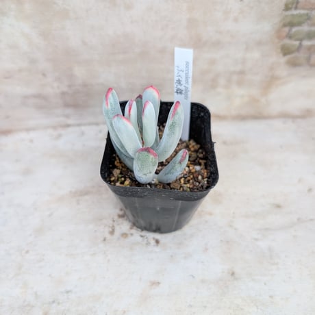 Jeong wol◎多肉植物 カット苗 韓国苗 エケベリア等 Jeong wol◎多肉植物 カット苗 韓国苗 エケベリア等 s30韓国苗 雑交