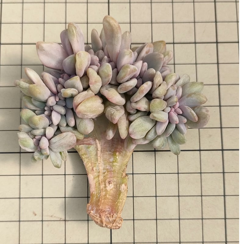 エクスパトリカ錦綴化 エケベリア カット苗 | 多肉植物カット苗の通販