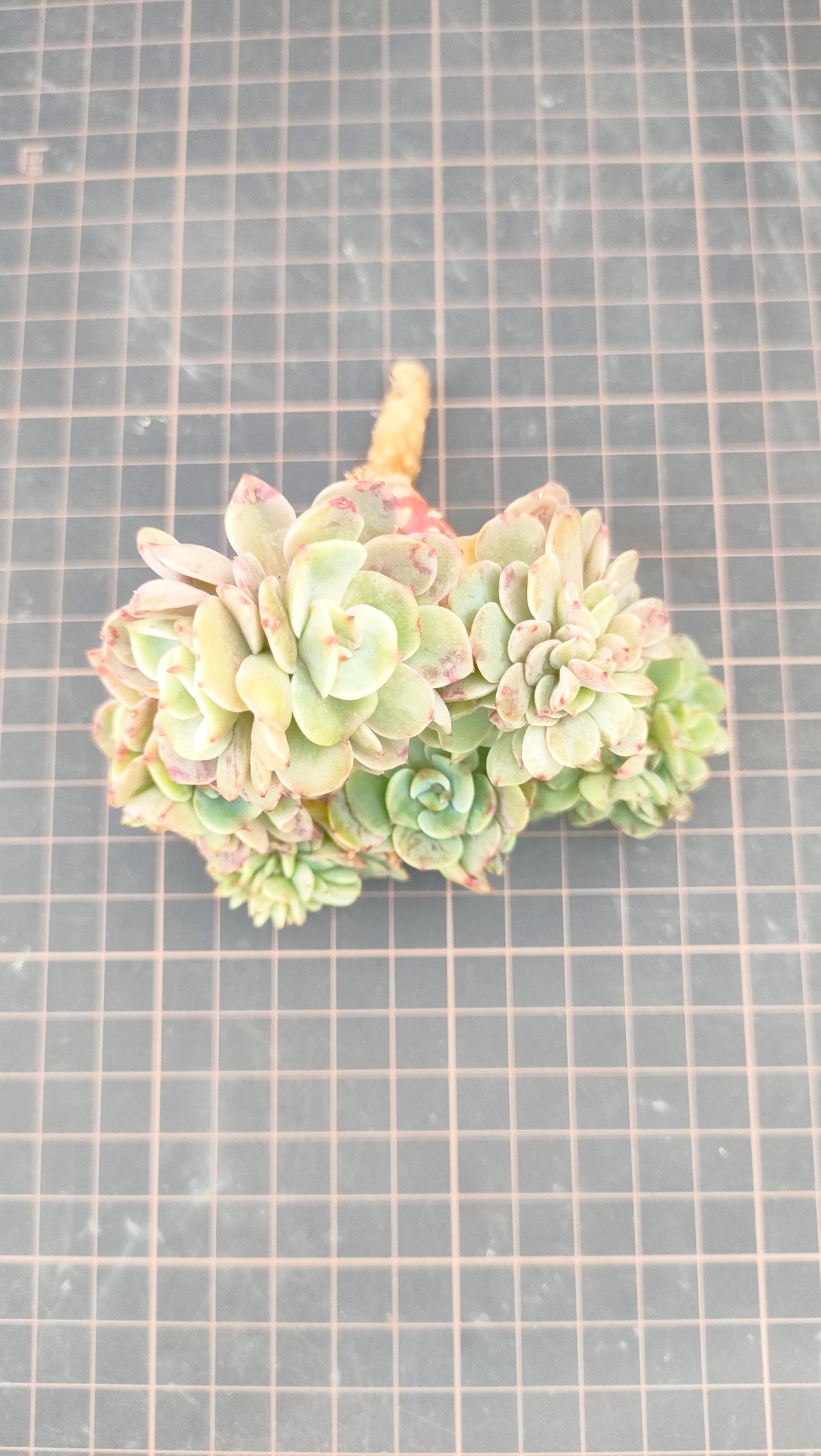 ベサメムーチョ エケベリア カット苗 | 多肉植物カット苗の通販
