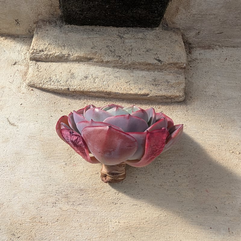 ミューズリー エケベリア カット苗 | 多肉植物カット苗の通販