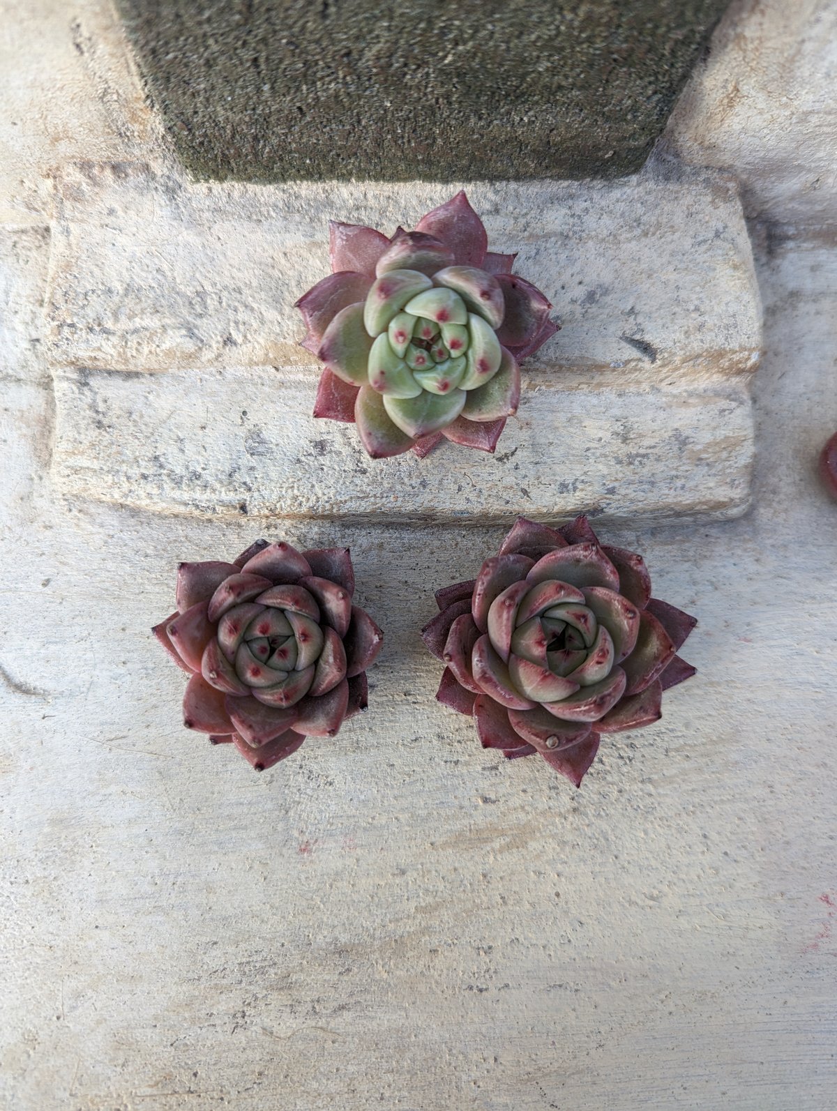 フラミンゴ エケベリア カット苗 | 多肉植物カット苗の通販