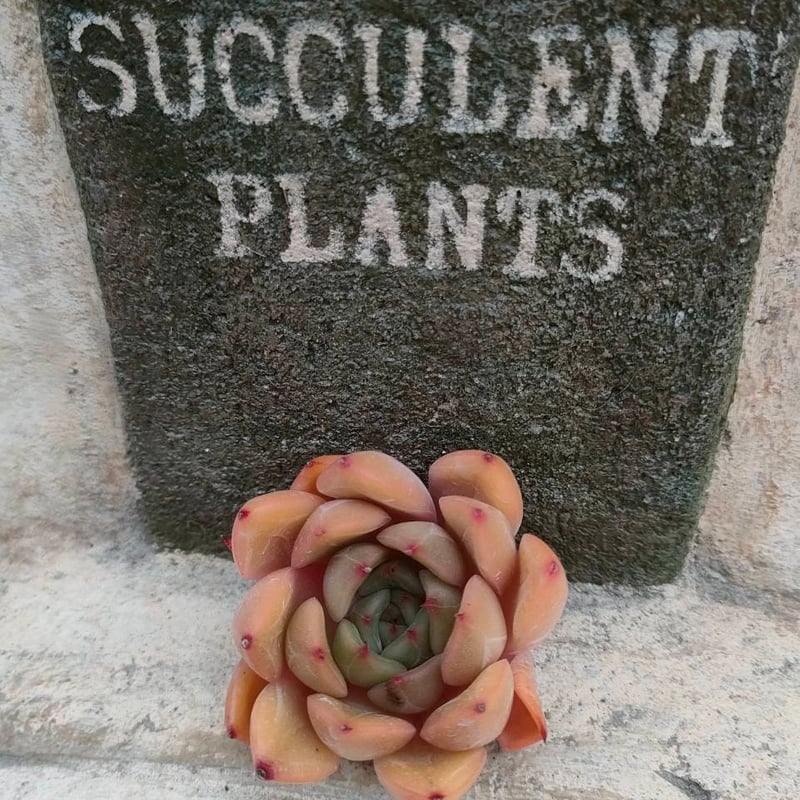 ピンクリリー エケベリア カット苗 | 多肉植物カット苗の通販