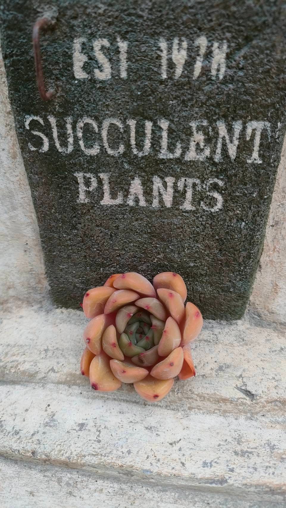 ピンクリリー エケベリア カット苗 | 多肉植物カット苗の通販