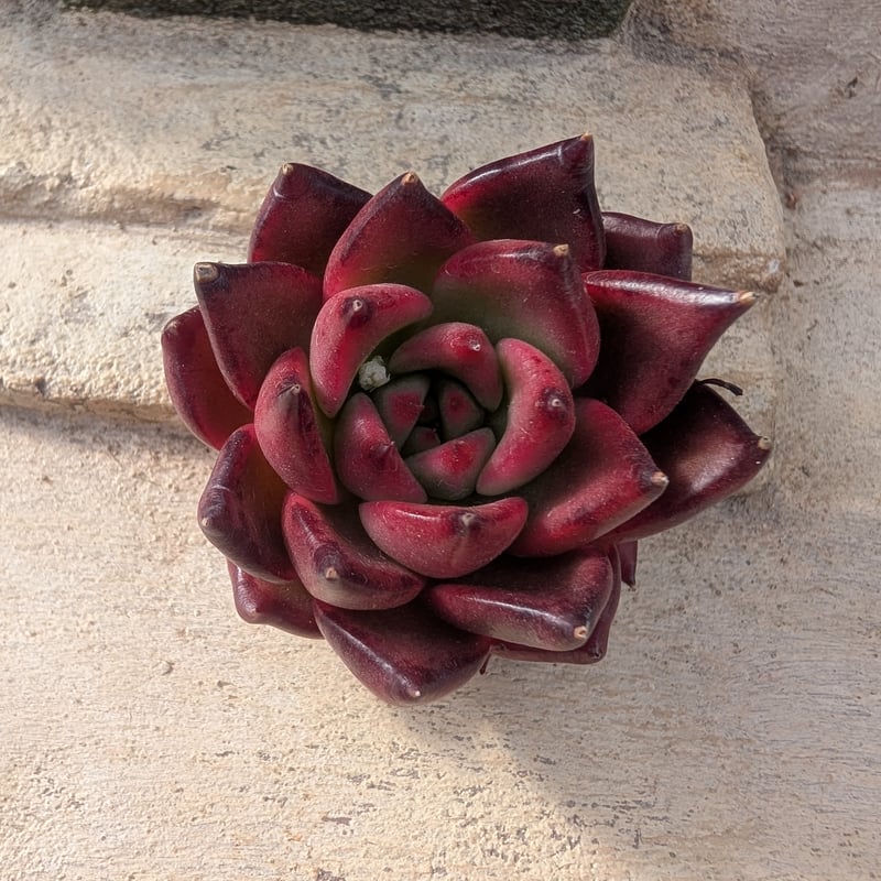 フランク エケベリア カット苗 | 多肉植物カット苗の通販 | エケベリア