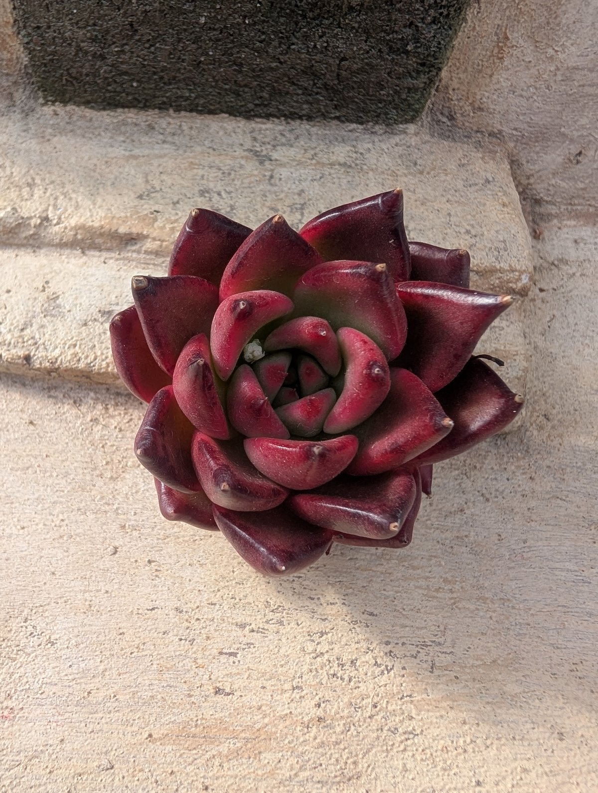 フランク エケベリア カット苗 | 多肉植物カット苗の通販 | エケベリア