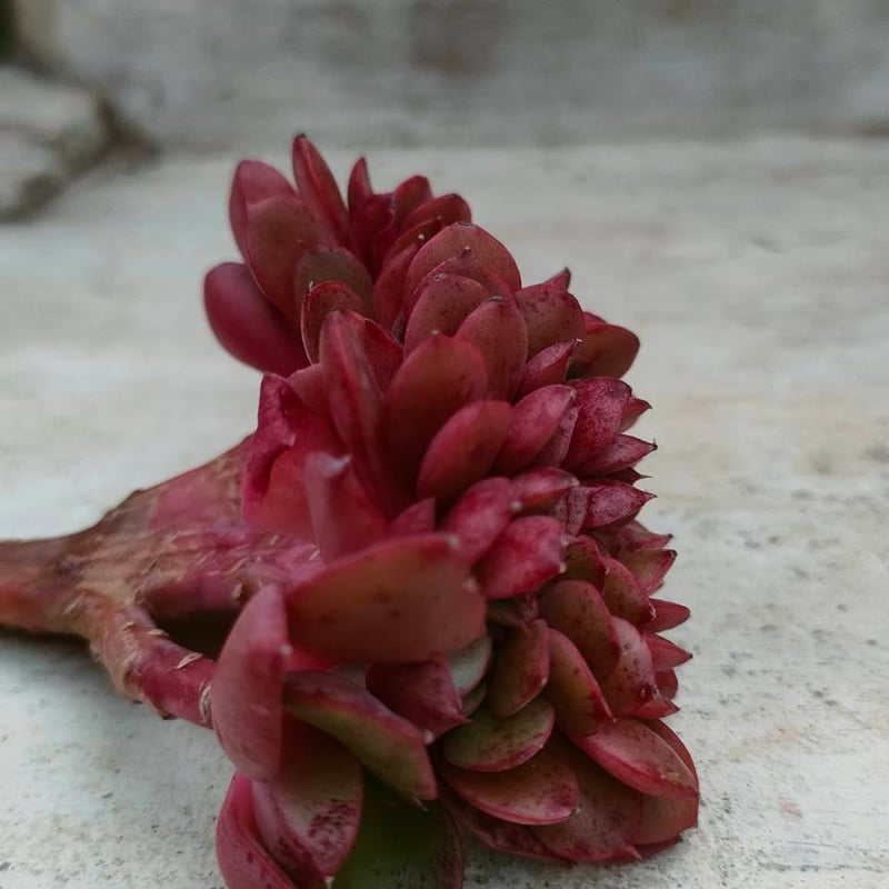 多肉植物　韓国苗　レッドグラス 多肉植物韓国苗レッドグラス