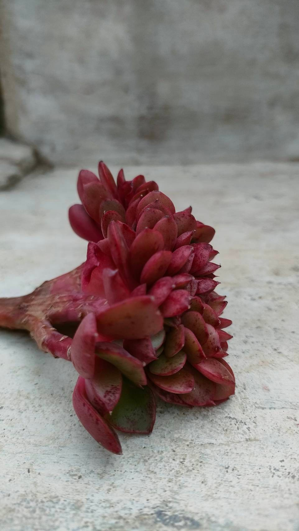 レッドクラウス綴化 エケベリア カット苗 | 多肉植物カット苗の レッドクラウス綴化 エケベリア カット苗 | 多肉植物カット苗の