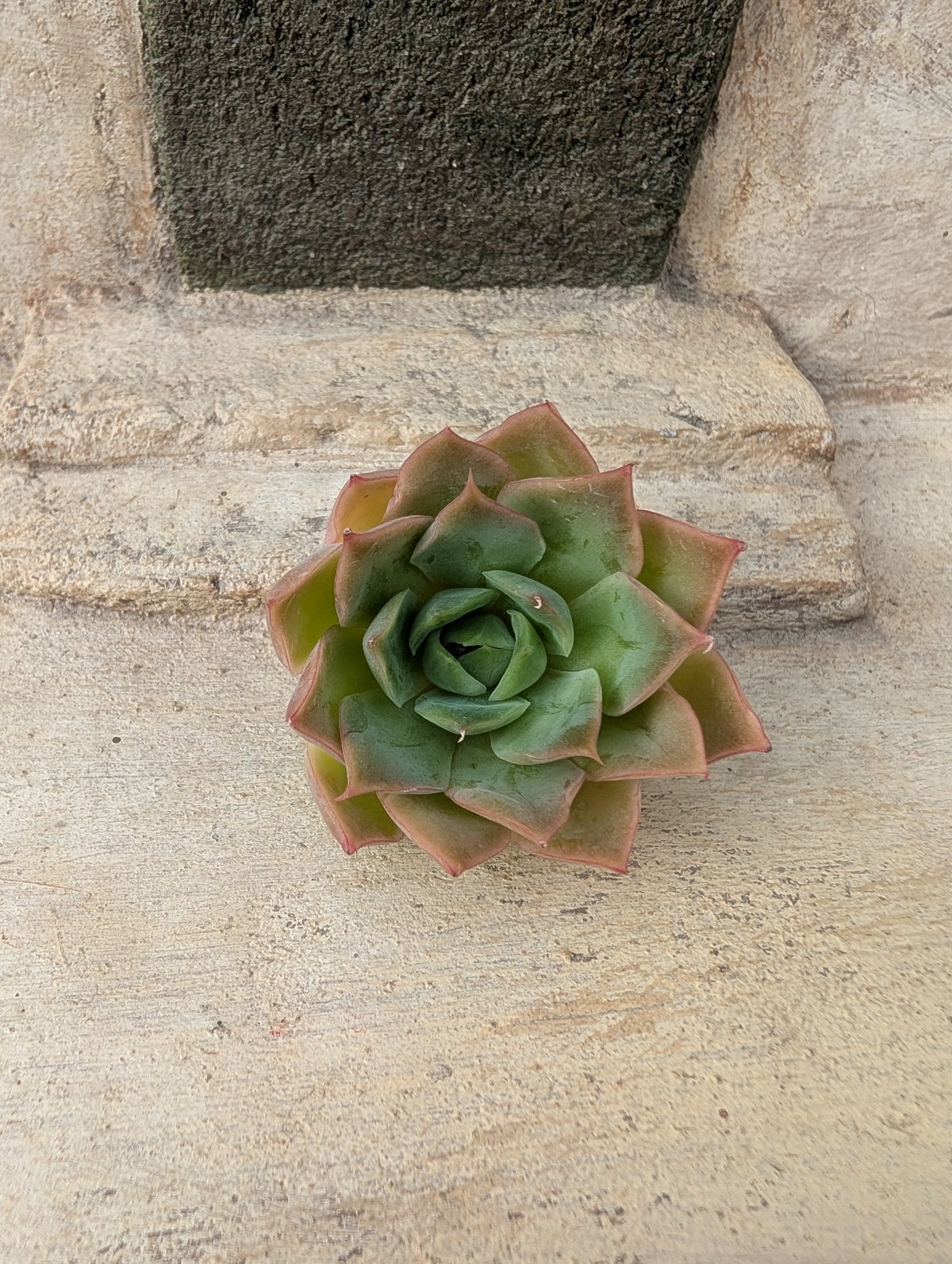 スイートピンク エケベリア カット苗 | 多肉植物カット苗の通販