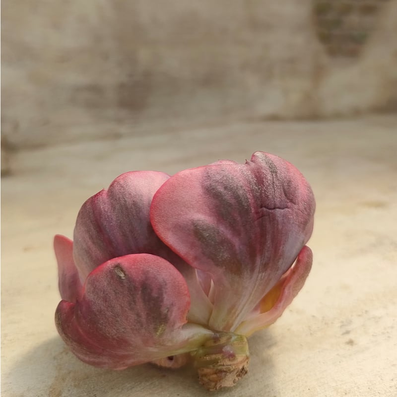 ビヨンセレインボー エケベリア カット苗 | 多肉植物カット苗の通販