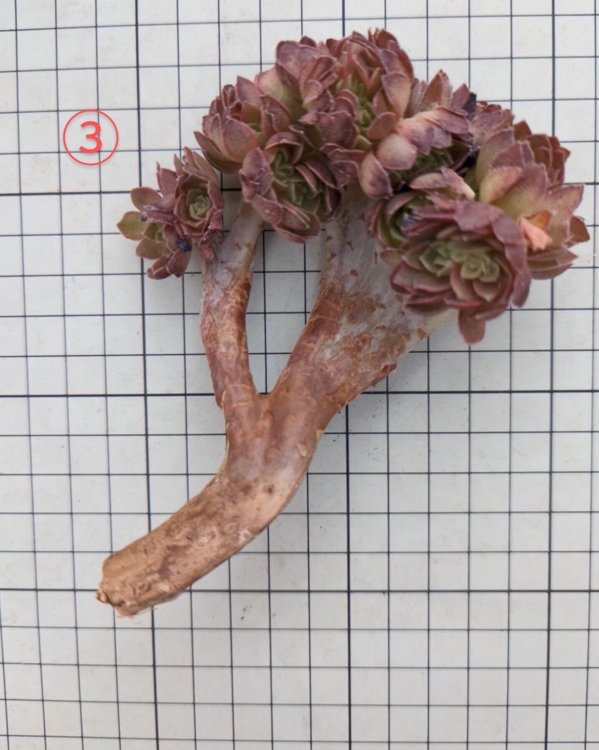 多肉植物 アエオニウム ハロウィン赤い糸引き錦 カット苗 ◎ゆう