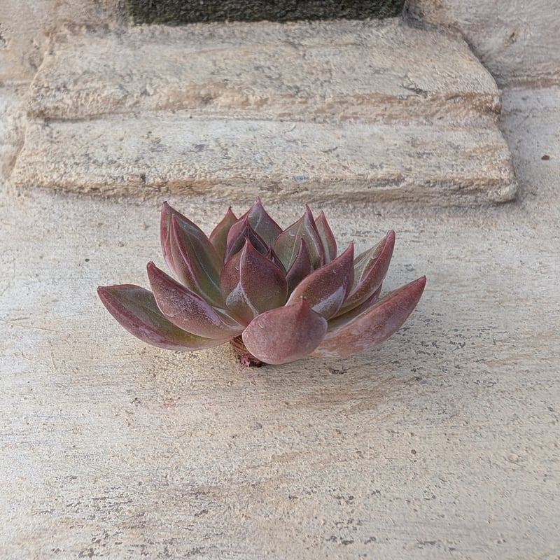 サニー エケベリア カット苗 | 多肉植物カット苗の通販 | エケベリア