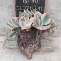 ピンクジェニー綴化 エケベリア カット苗 | 多肉植物カット苗の通販