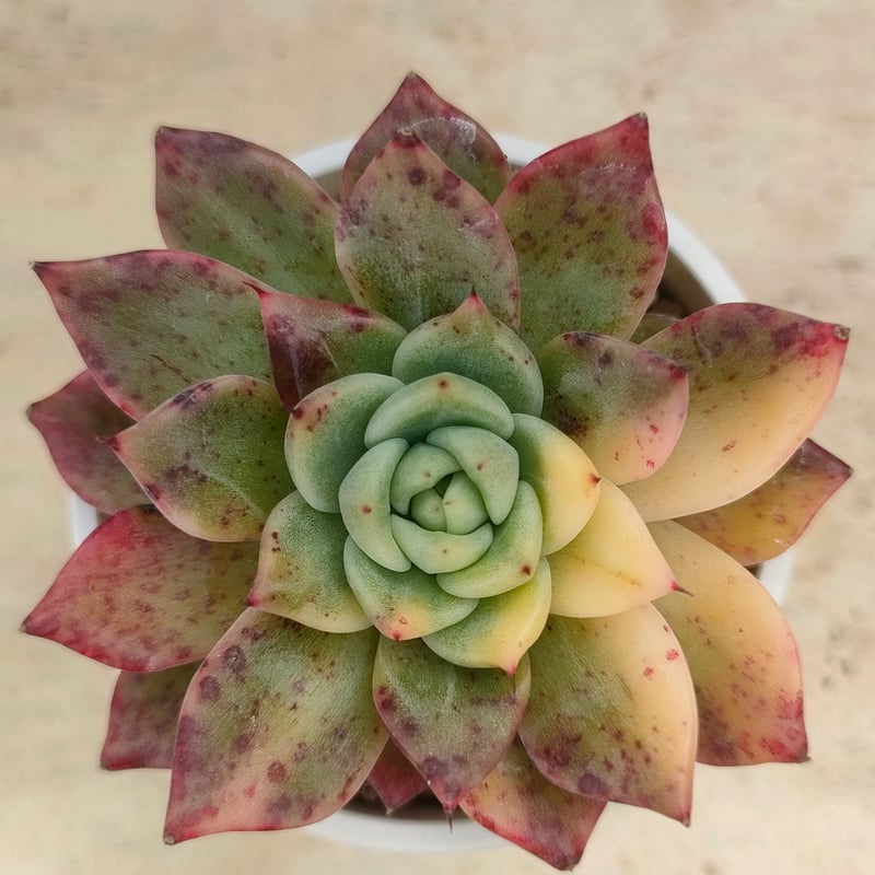 ラジョヤ錦 エケベリア 抜き苗 | 多肉植物カット苗の通販 | エケベリア