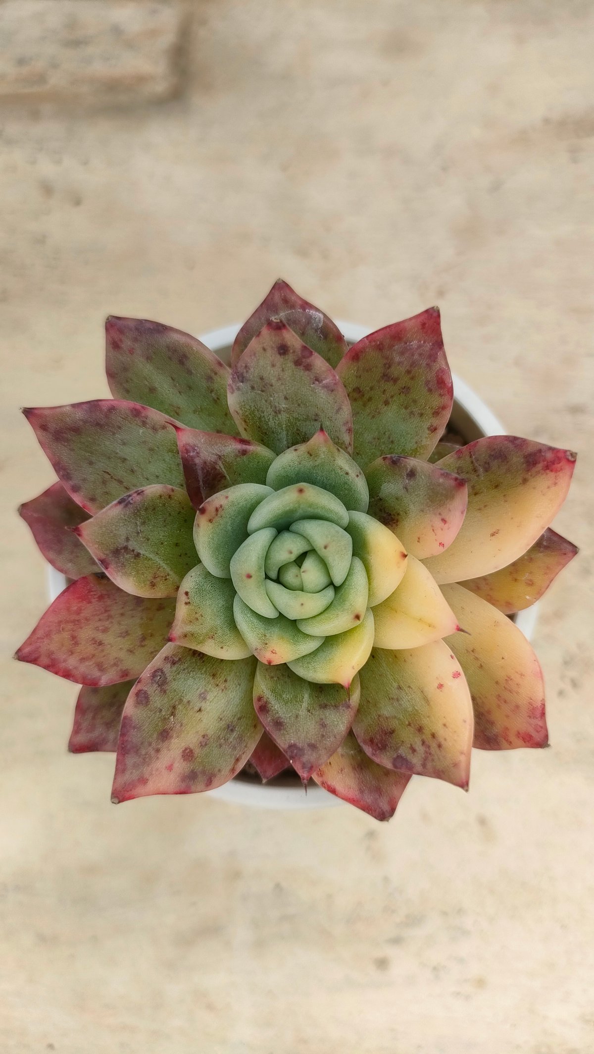 ラジョヤ錦 エケベリア 抜き苗 | 多肉植物カット苗の通販 | エケベリア