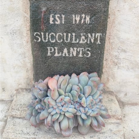 多肉植物カット苗の通販 | エケベリア(韓国苗)多肉植物専門店 | 森の多肉園