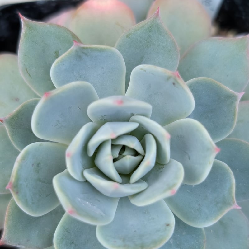 ウェスタンブルー エケベリア 抜き苗 | 多肉植物カット苗の通販