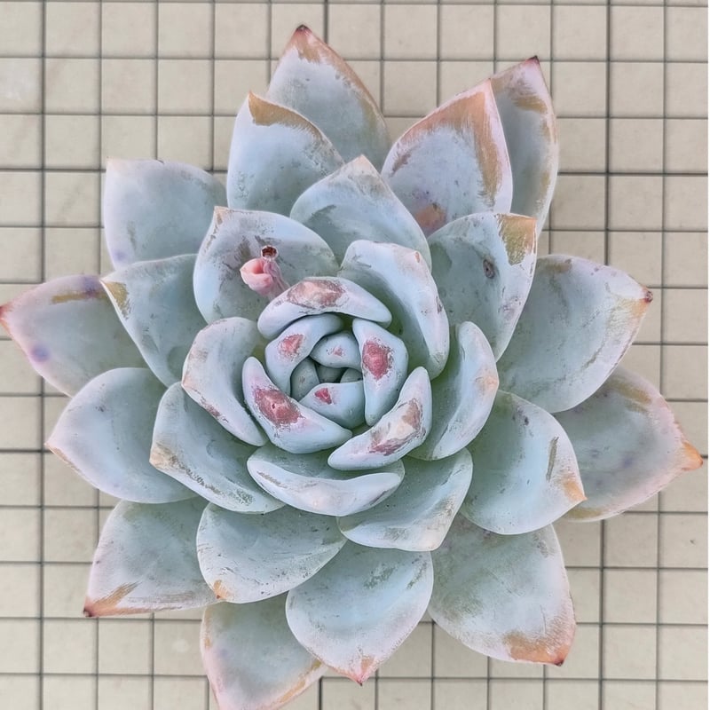 トロムソ エケベリア カット苗 | 多肉植物カット苗の通販 | エケベリア