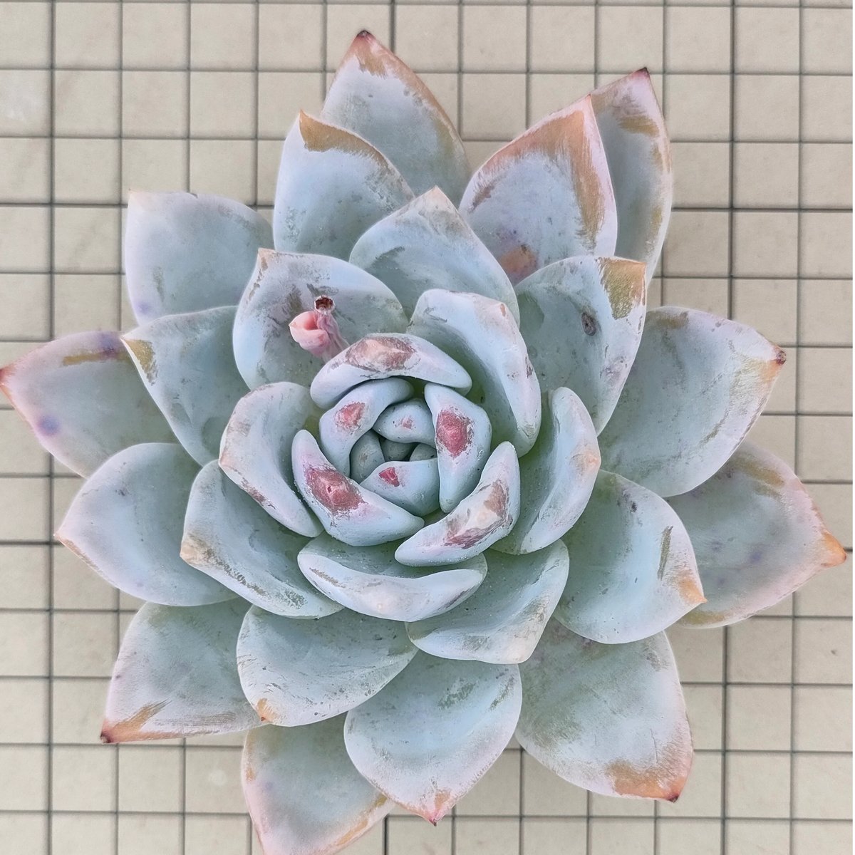 トロムソ(大苗)◎多肉植物 カット苗 韓国苗 エケベリア等 fit=scale-down,w=1200