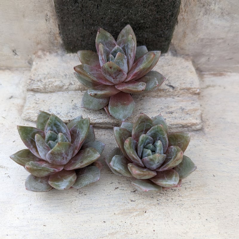 ジャーマンシャンペーン エケベリア カット苗 | 多肉植物カット苗の