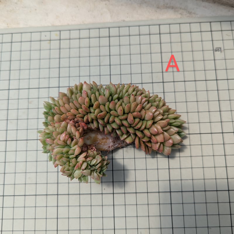 フェンディ 綴化 エケベリア カット苗 | 多肉植物カット苗の通販