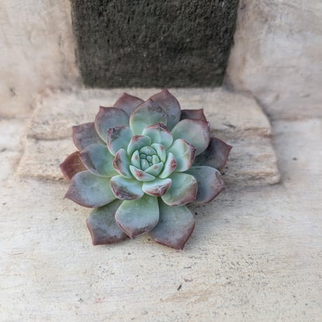 多肉植物カット苗の通販 | エケベリア(韓国苗)多肉植物専門店 | 森の多肉園