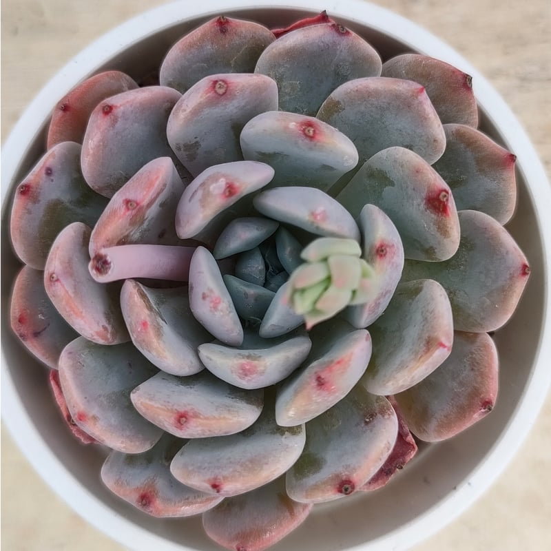 ラフィーネ エケベリア 抜き苗 | 多肉植物カット苗の通販 | エケベリア