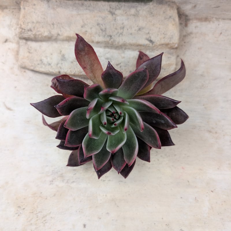 レゾン エケベリア カット苗 | 多肉植物カット苗の通販 | エケベリア