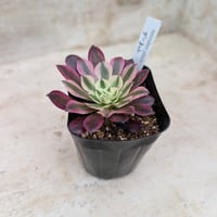 リトルビューティー錦 セダム 抜き苗 | 多肉植物カット苗の通販