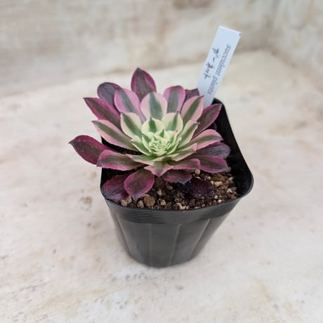 商品一覧 | 多肉植物カット苗の通販 | エケベリア(韓国苗)多肉植物専門