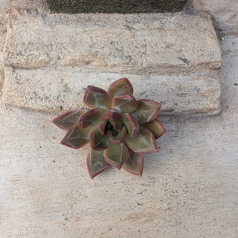 サニー エケベリア カット苗 | 多肉植物カット苗の通販 | エケベリア